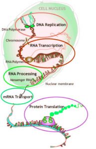 rna-dna-protein