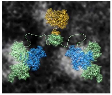 science-protein-kinaseA