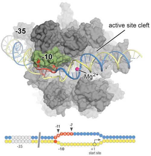 science-rna