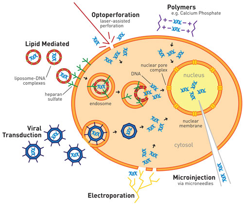 transfection