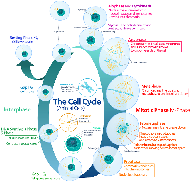 Animal-cell-cycle
