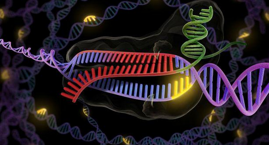 CRISPR-Cas