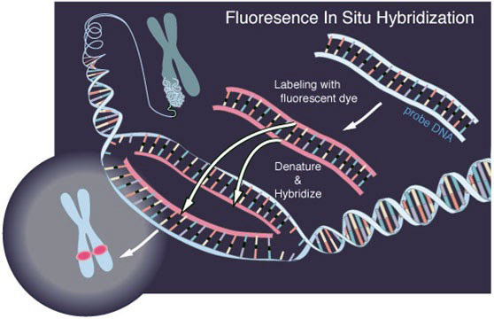 FISH-miRNAs