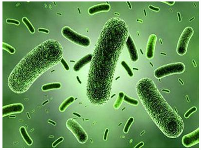 Gut-microbes