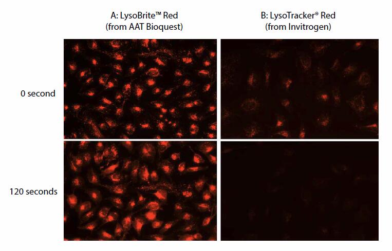 LysoBriteTM-fluorescent-effect