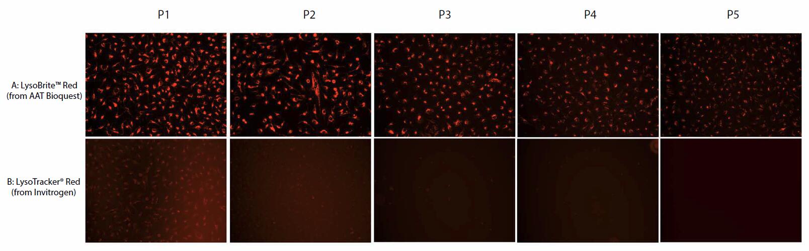 LysoBriteTM-hela-cell