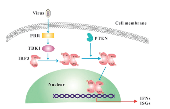 PTEN-IRF3