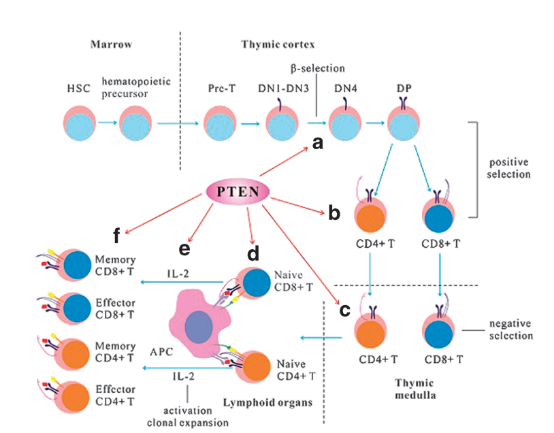 PTEN-STAT3