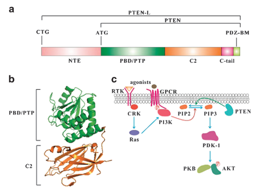 PTEN-regulation