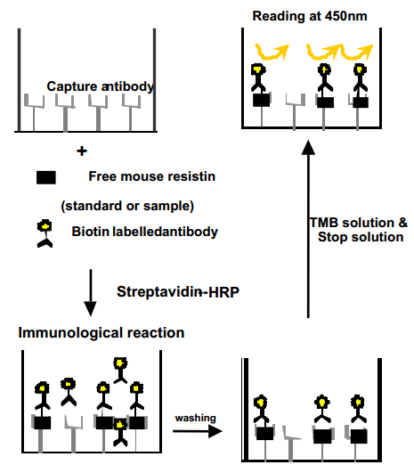 Resistin-principle