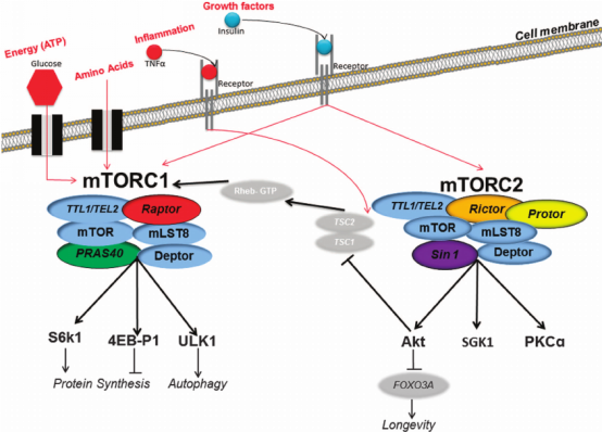 Science-mTOR