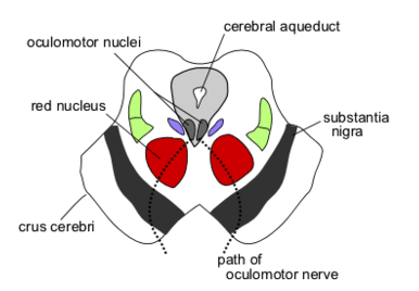 auditory-thalamus