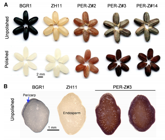 cell-brown-rice