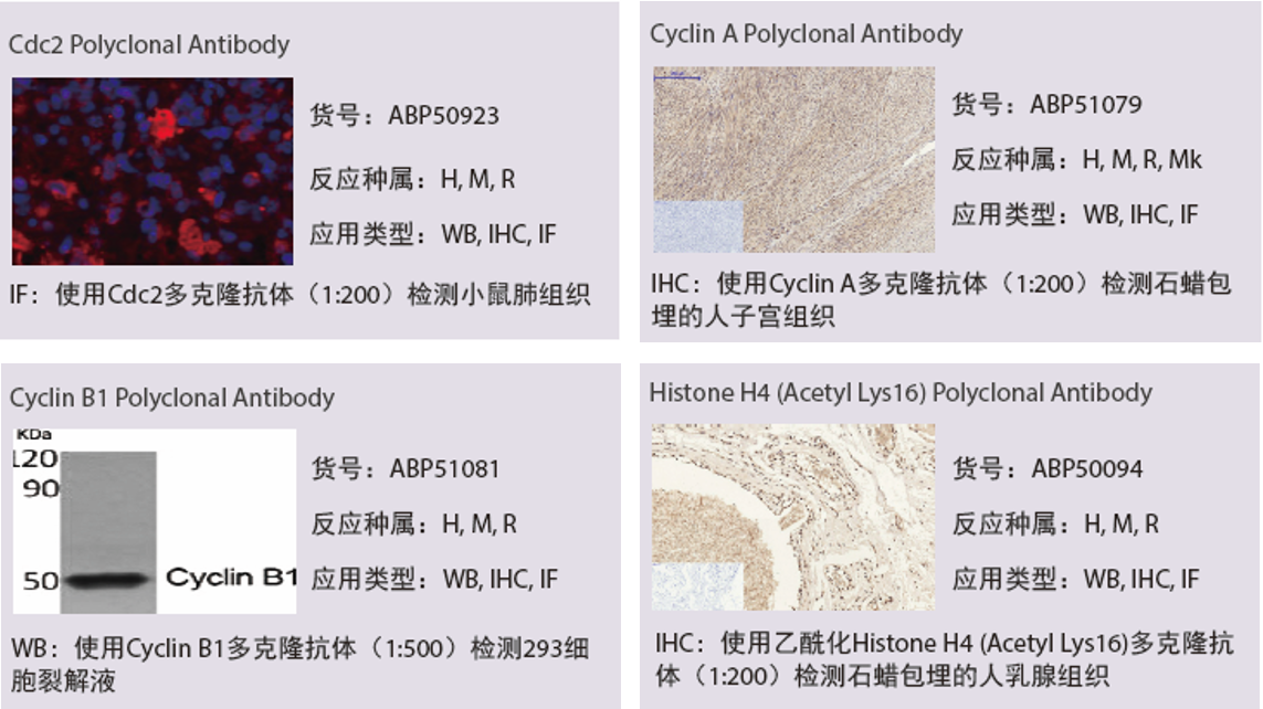 cell-cycle-result