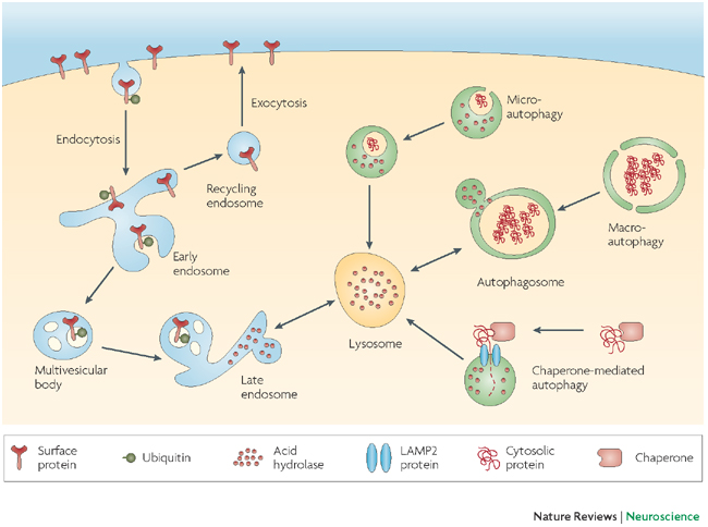 lysosome