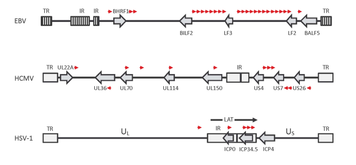 microRNAs-gene