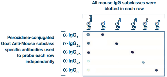 mouse-igg-subclasses