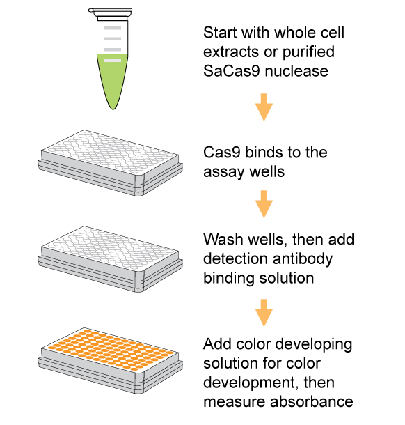 Cas9-schematic