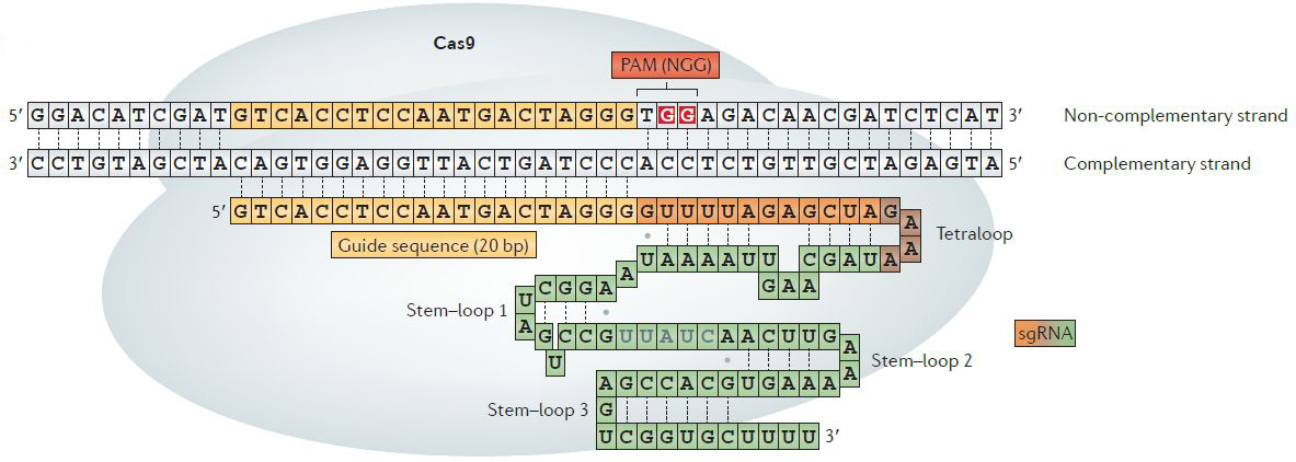 Cas9