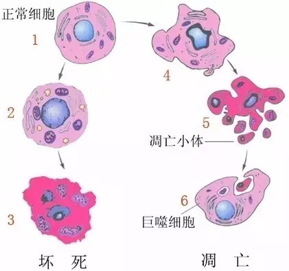 Cell-apoptosis-figure