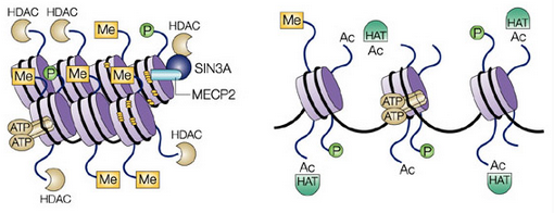 HDAC-figure