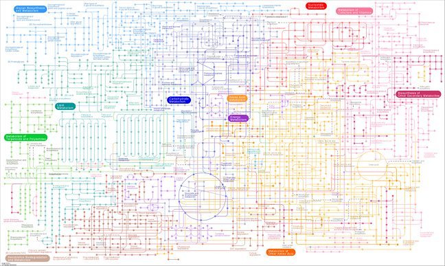 Metabolism-pathway