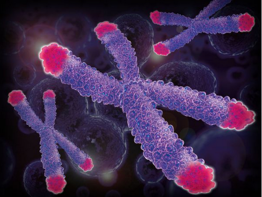 RNA-telomerase