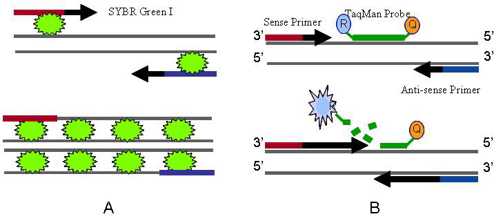 RT-qPCR-methods