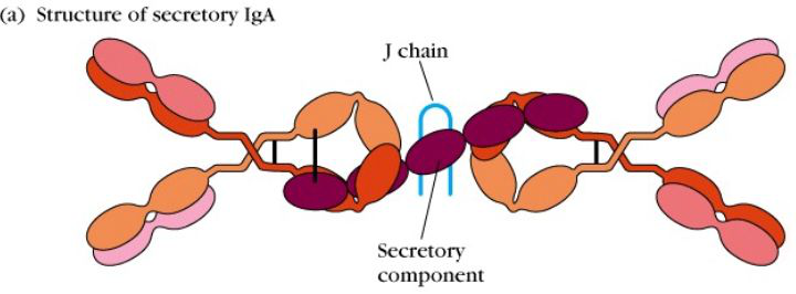 Structure-secretory-iga