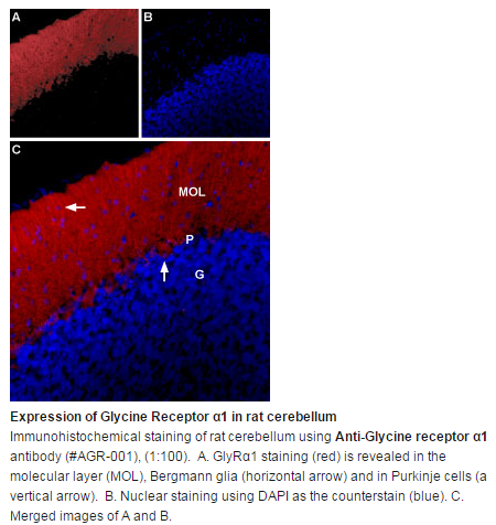 expression-glycine-receptor