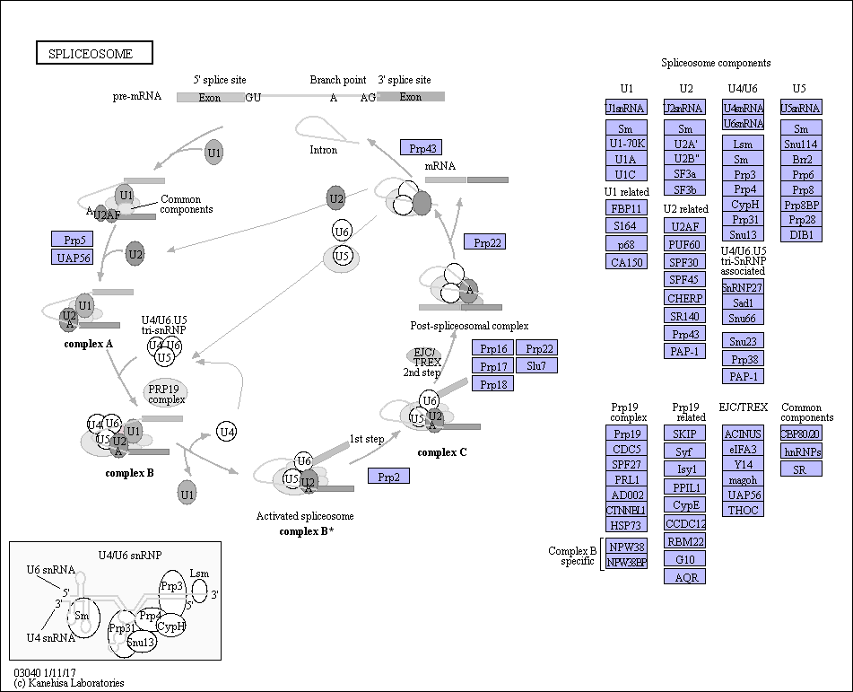 genetic-pathway