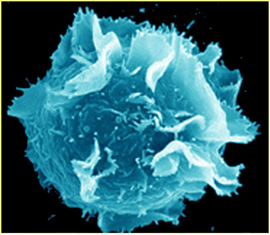 mast-cell