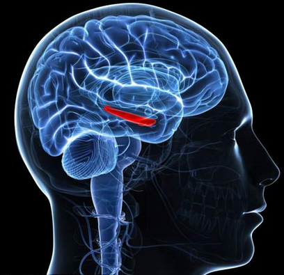 spect-brain-differences