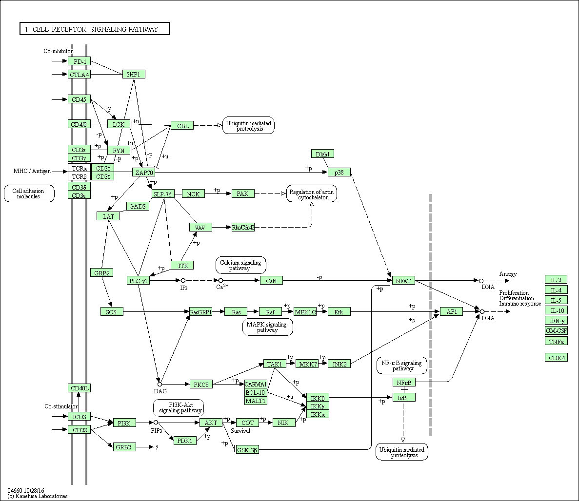 tcell-pathway