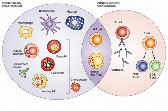 Granulocytes-7