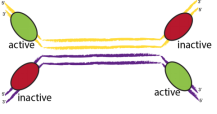 Recombinant-enzyme-tyrosine1