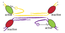 Recombinant-enzyme-tyrosine2