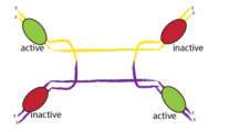 Recombinant-enzyme-tyrosine3