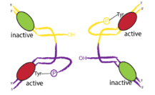 Recombinant-enzyme-tyrosine4