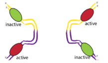 Recombinant-enzyme-tyrosine5