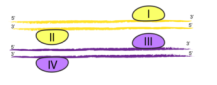 Serine-recombinant-enzyme1