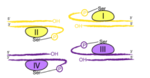 Serine-recombinant-enzyme2