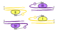 Serine-recombinant-enzyme3