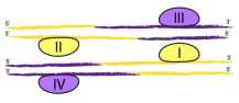 Serine-recombinant-enzyme4