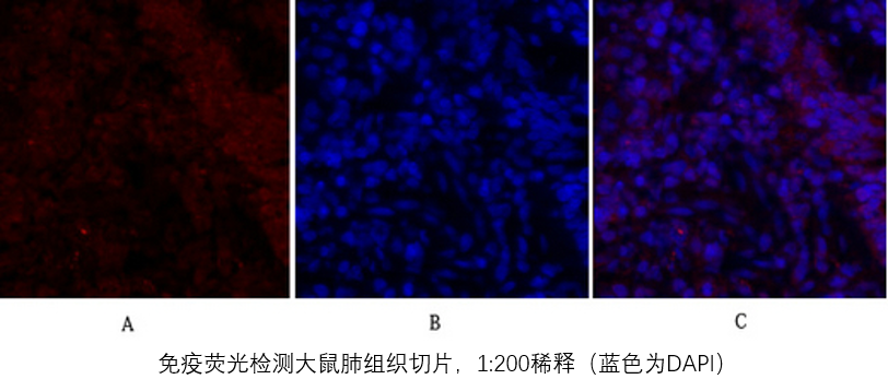 Smad2-antibody-results