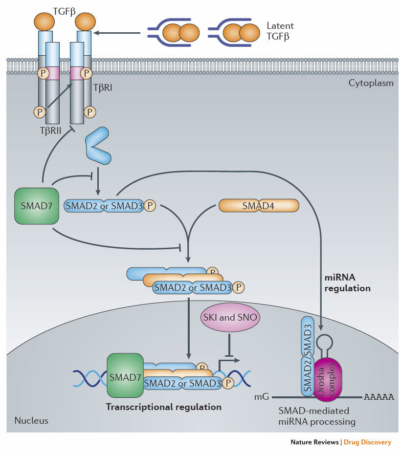 Smad2-antibody