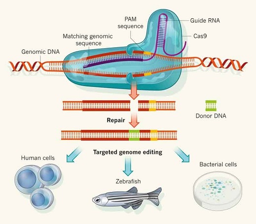 CAS9-Genome-Editing