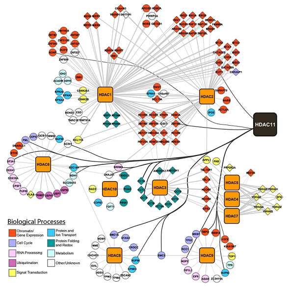 HDAC11与HDACs相互作用图