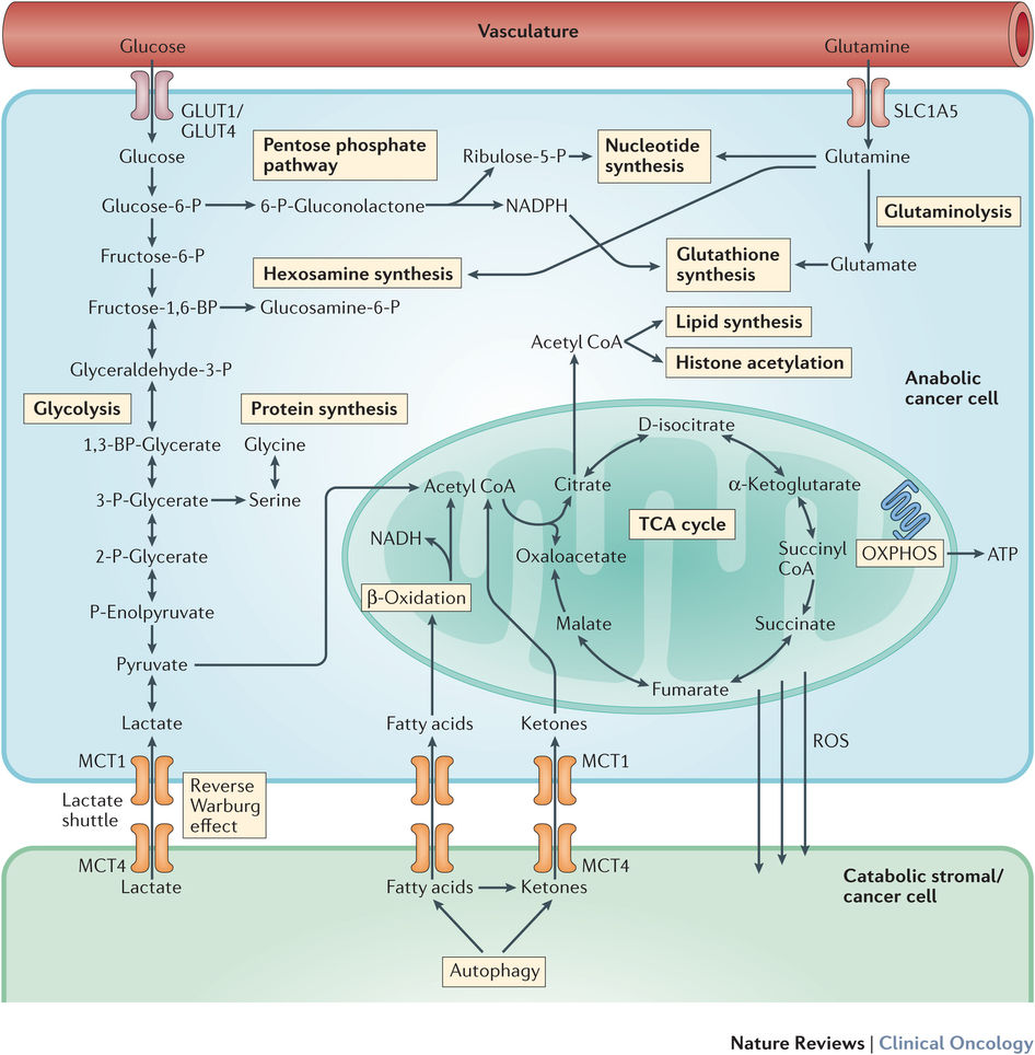 Lactate-Metabolic-pathways