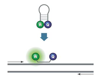 QPCR-probe